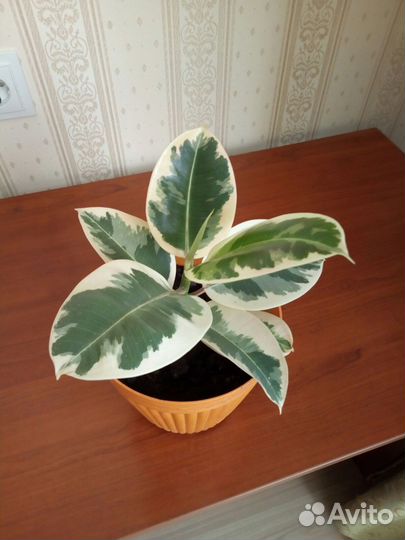 Фикус эластика тинеке