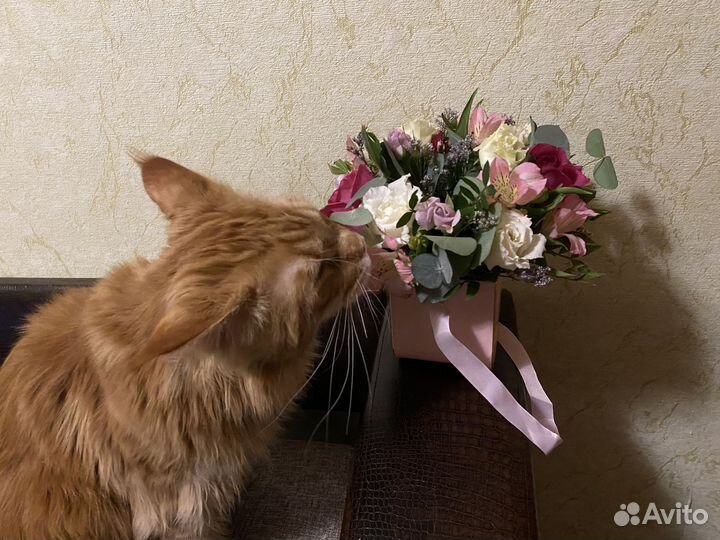 Кот Мейн-кун вязка