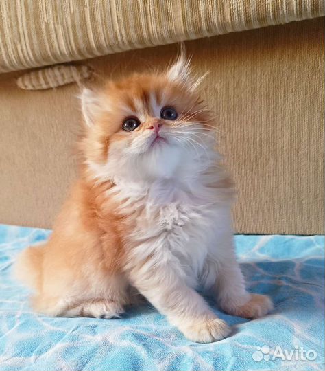 Пушистый британский котик