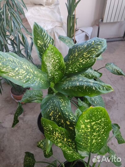 Диффенбахия