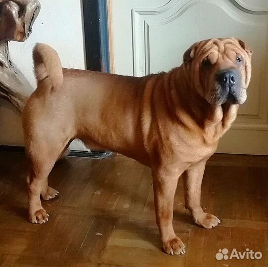 Шарпей вязка