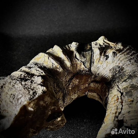 Аммонит гетероморфный окаменелость ископаемое