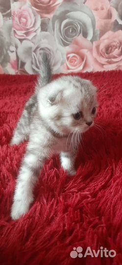 Продам котят