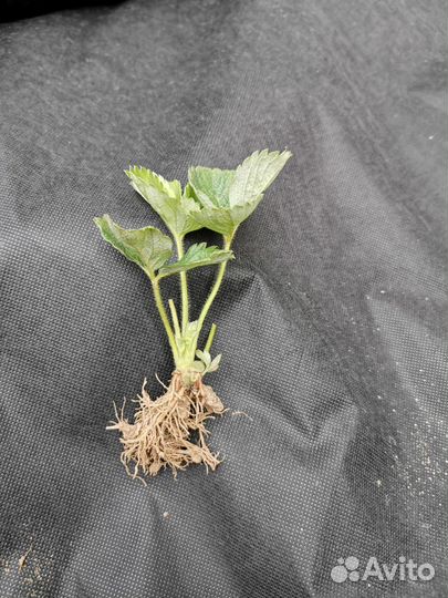 Рассада клубники Азия