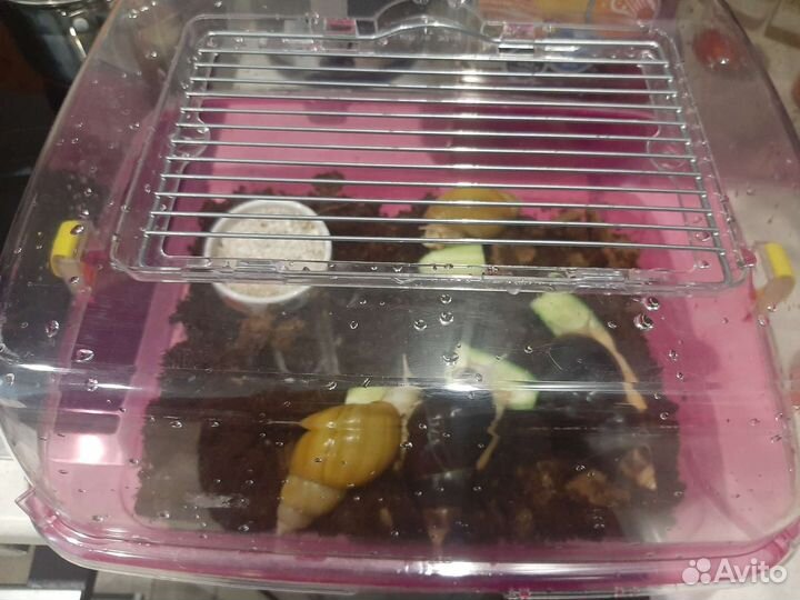 Улитки ахатины бесплатно