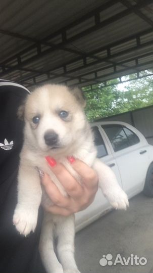 Продаются щенки сибирской хаски