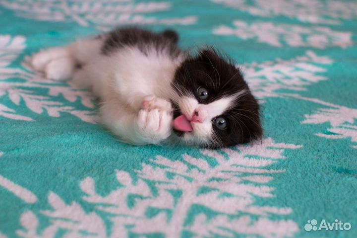 Котята бесплатно