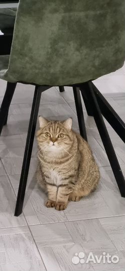 Кот Басик