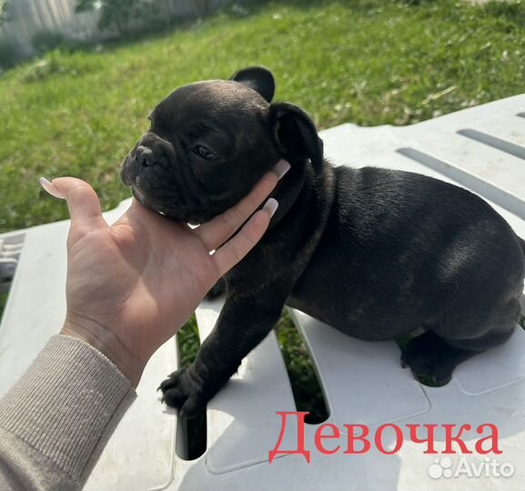 Щенки Французский Бульдог