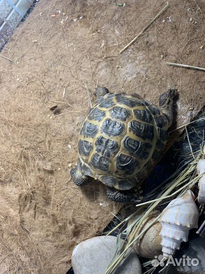 Черепаха сухопутная с террариумом
