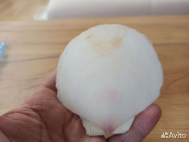 Морская раковина