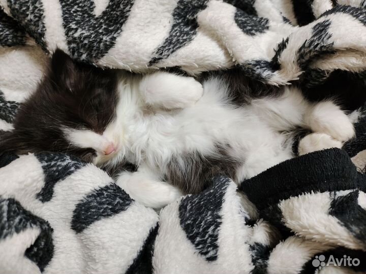 Отдам в добрые руки