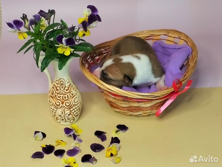 Щенки басенджи