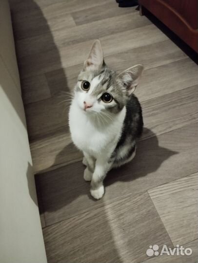 Кошка