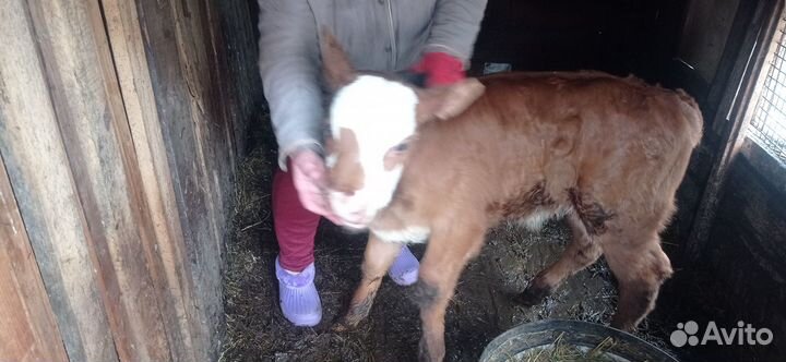 Бычок бычки телята теленок