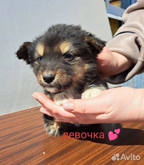 Собаки щенки бесплатно
