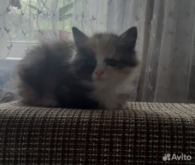 Котята