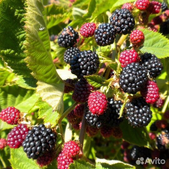 Саженцы ежевики блек джем корона небеса