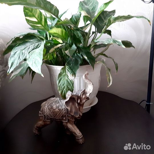 Спатифиллум