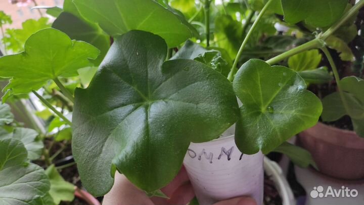 Пеларгония герань плющелистная набором 3 и 4 шт