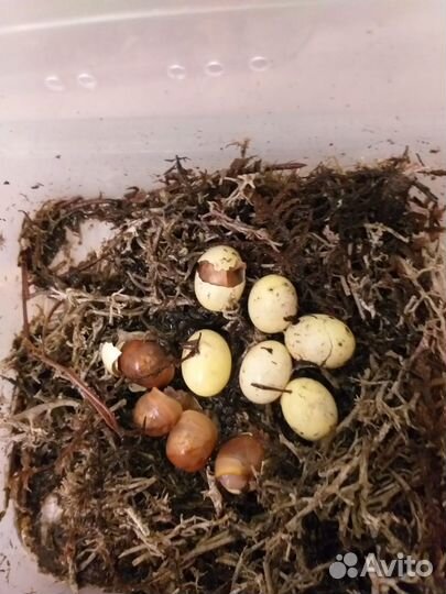 Улитка архахатина F2 иктерика страйп