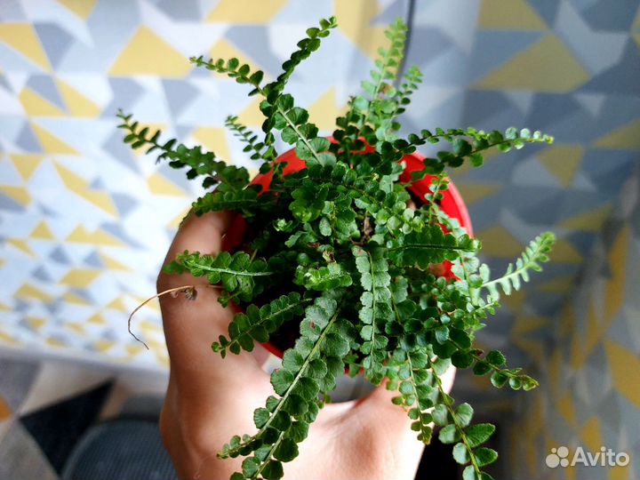 Комнатные цветы