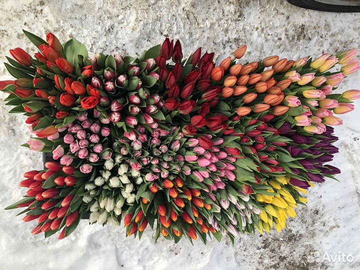 Тюльпаны оптом от производителя