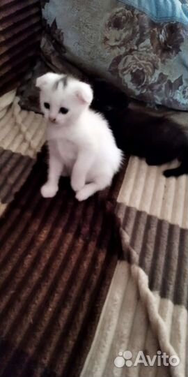 Кошки