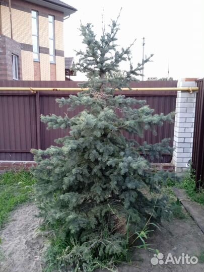 Ель голубая