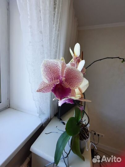 Орхидея биг лип
