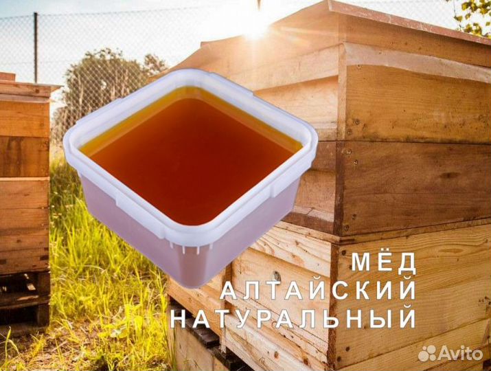 Мёд натуральный с Алтая оптом