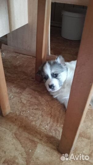 Собака в добрые руки отдам бесплатно