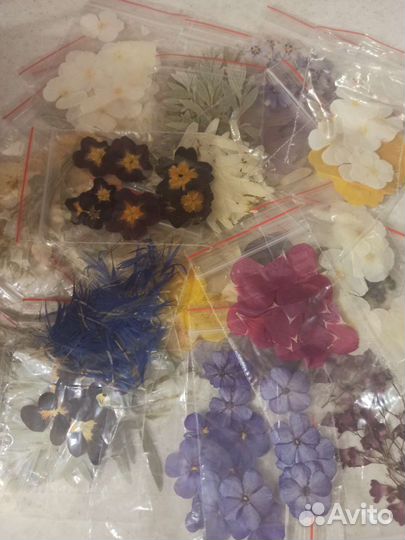 Сухоцветы гербарий