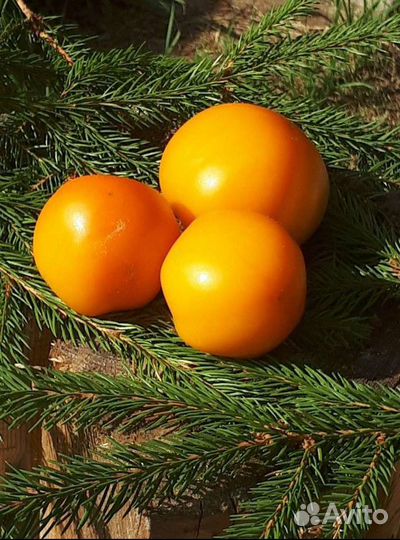 Семена сортовых томатов