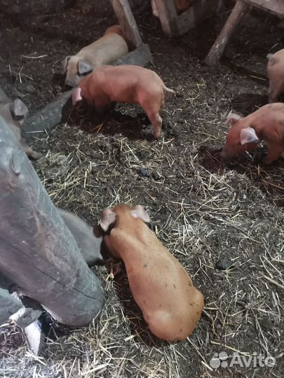 Поросята порода дюрок