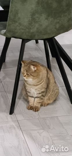 Кот Басик