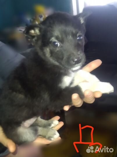 Щенки в добрые руки