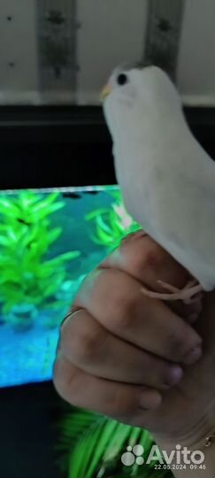 Птенец ввп 30 дней ручной