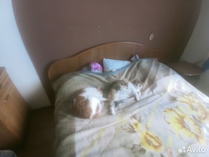Отдам кота в добрые руки