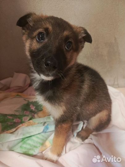 Щенок девочка в добрые руки