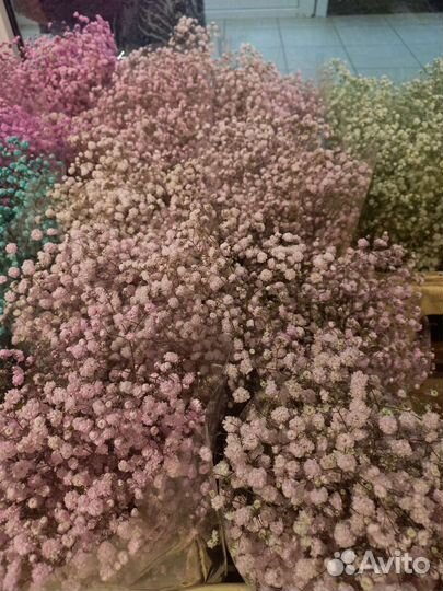 Гипсофила опт и розница