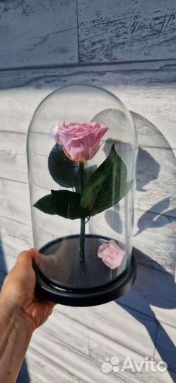 Роза в колбе