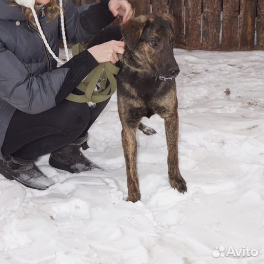 Хороший друг