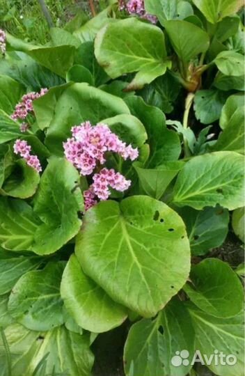 Ирисы, марьин корень, василек, бадан, клубника