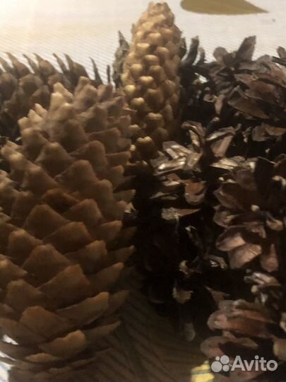 Шишки сосновые для ландшафта, поделок, самовара