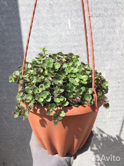 Каллизия в кашпо