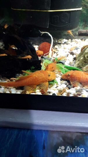 Анциструс, Супер Ред, 3 -х месячные