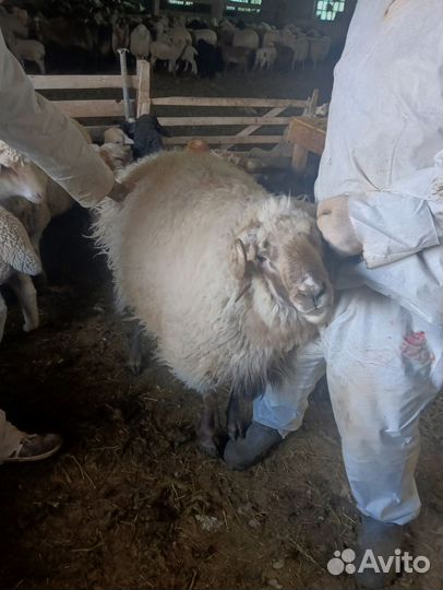 Пламенные бараны