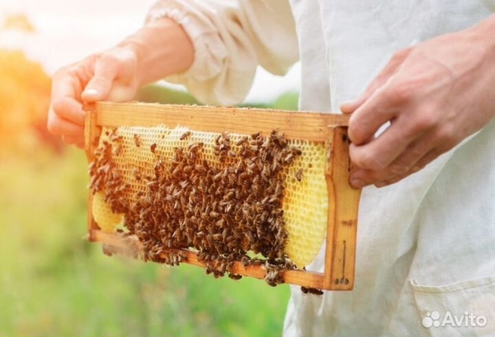 Мёд натуральный с Алтая опт