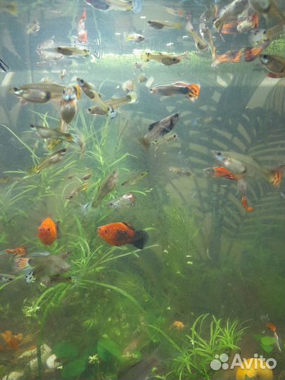 Рыбки гуппи